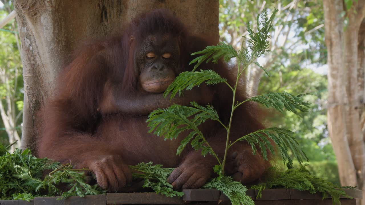 나무 에 앉아 잎 과 놀고 있는 오랑우탄 의 초상화