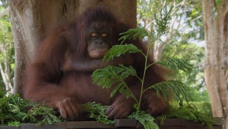 retrato de un orangután sentado en un árbol y jugando con hojas