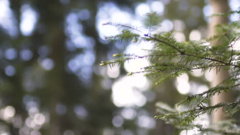 tall pine tree swaying in wind with forest bokeh