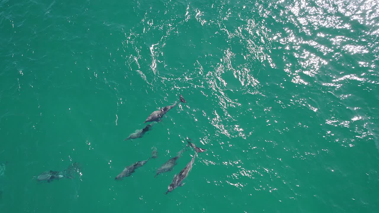 Pod Of Dolphins Swimming In Turquoise Sea In Queensland, Australia - aerial top down