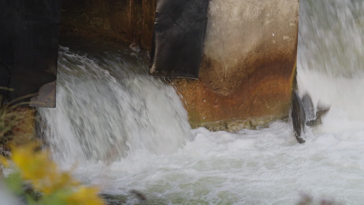 Salmon leap in Ganaraska River in slow motion, Ontario, dynamic nature