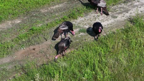 Vista-Desde-Arriba-De-Una-Bandada-De-Pavos-Salvajes-Comiendo-En-Un-Campo