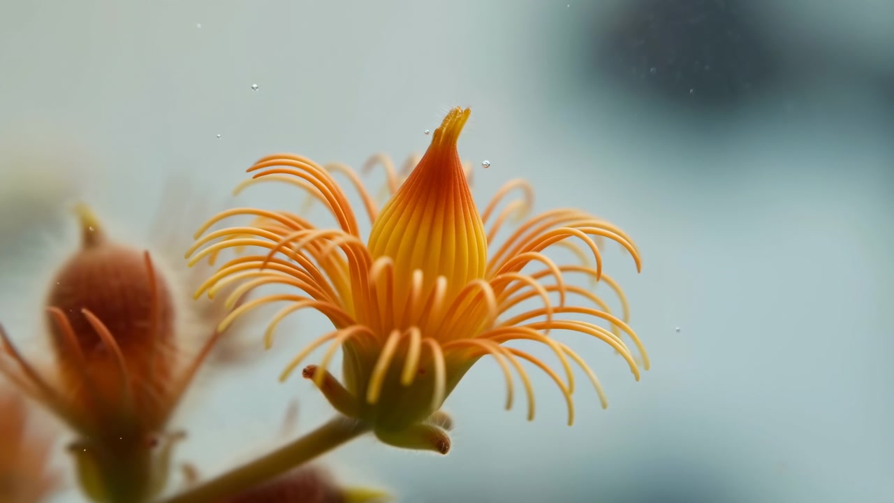 Vue macro d'une fleur jaune-orangé en éclosion sur fond cyan doux, avec un cône nervuré, des pétales courbés en forme de filaments et de minuscules gouttelettes se déplaçant sur des surfaces délicates sous une lumière vive et calme.