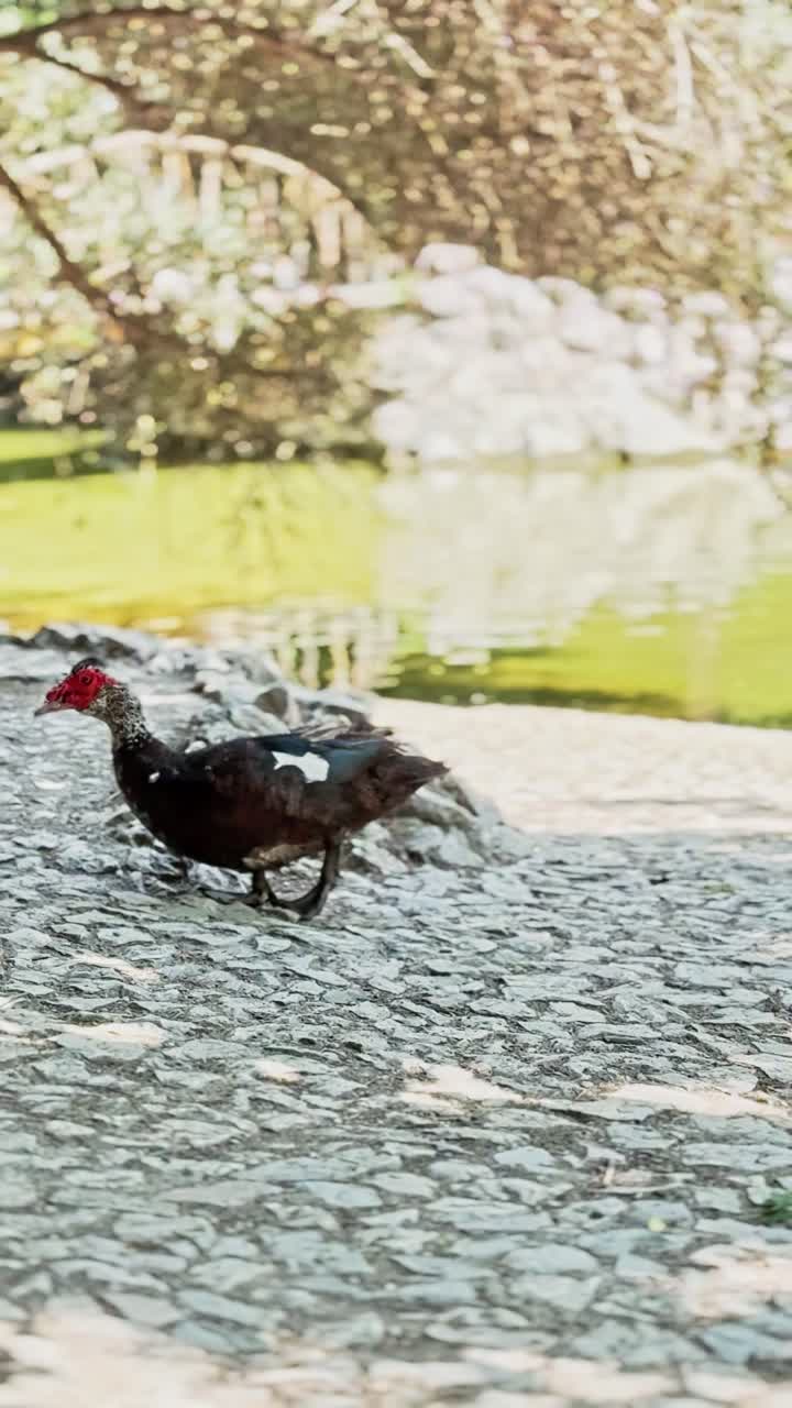 Muscovy Duck Walking by the Shore of a Green Pond