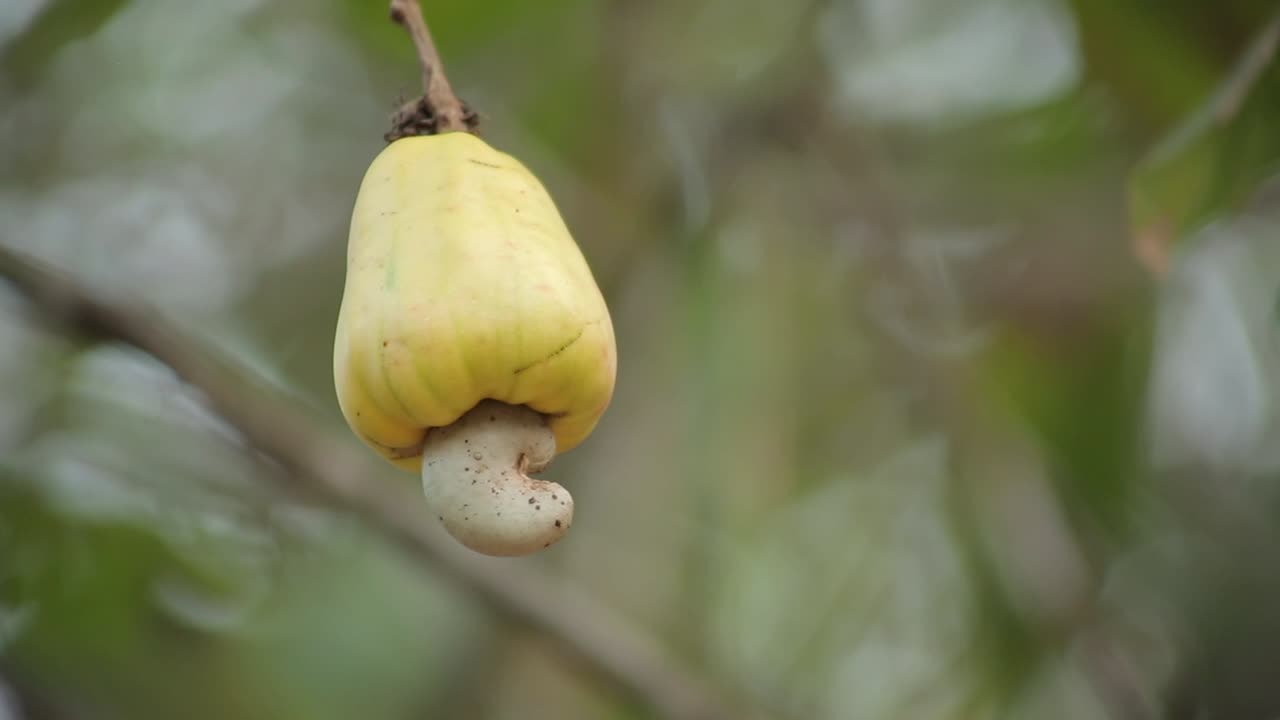 uma fruta de castanha de caju de cor amarela crescendo em uma fazenda indiana