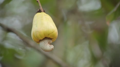 a yellow color cashew nut fruit growing in indian farm