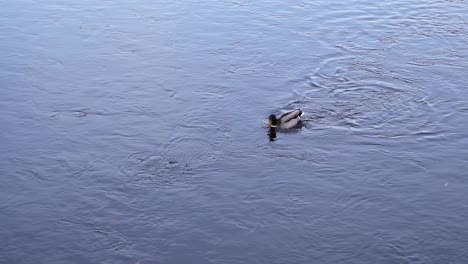 Pato-Mallard-Flotando-En-El-Agua-Corriente-Del-Río-Cerca-Del-Parque-En-Rumania