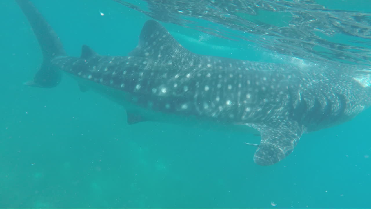 Huge Whale Shark Eating in the Ocean, Oslob Cebu, Philippines