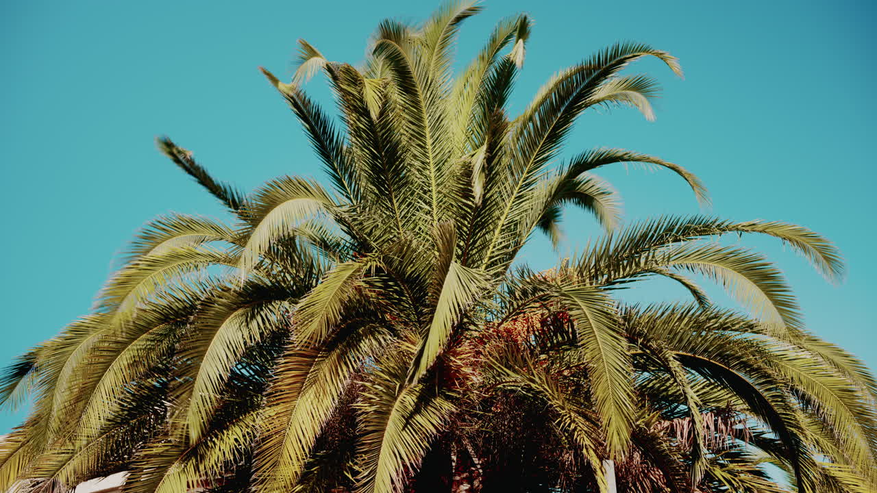 Close ip of fresh green palm leaves swaying gently in daylight