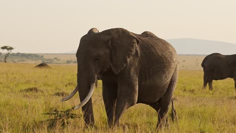 Cámara-Lenta-De-Manada-De-Elefantes-Africanos-En-África,-Animales-De-Safari-De-Vida-Silvestre-En-La-Reserva-Nacional-Masai-Mara,-Kenia,-Elefante-Bebé-Y-Tiro-De-Seguimiento-De-Cardán-Steadicam-Madre