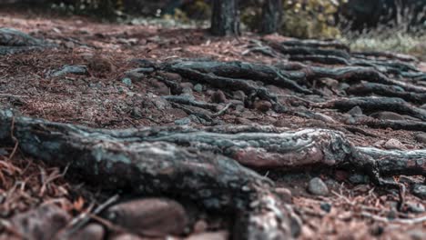 old twisted pine tree roots lay exposed on the rocky terrain