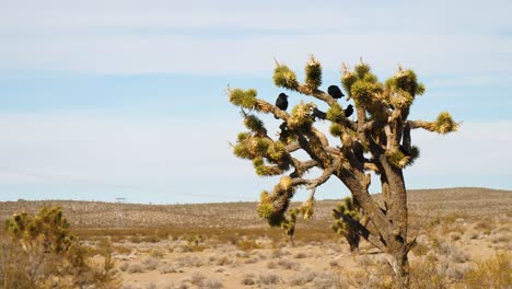 Gruppe-Schwarzer-Krähen-Auf-Joshua-Baum-Mit-Trockenem-Wüstenland-Und-Blauem-Himmel