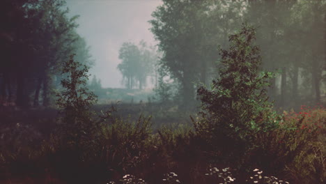 mystical-forest-with-fog-and-shining-behind-trees