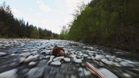 Fast-low-flying-aerial-zig-zag-over-calm-river-proximity-flying-to-water-rocks-water-trees-surrounded-by-lush-greenery-fallen-logs-and-low-hanging-vegetation-near-Stave-Lake-Mission-BC-Canada