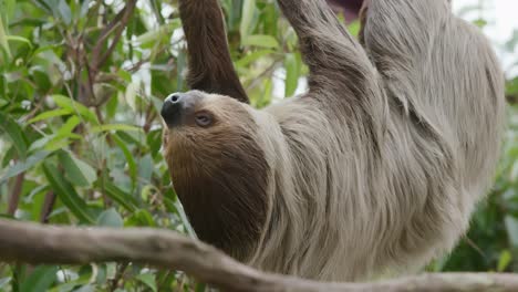 Sloth-hunging-from-tree