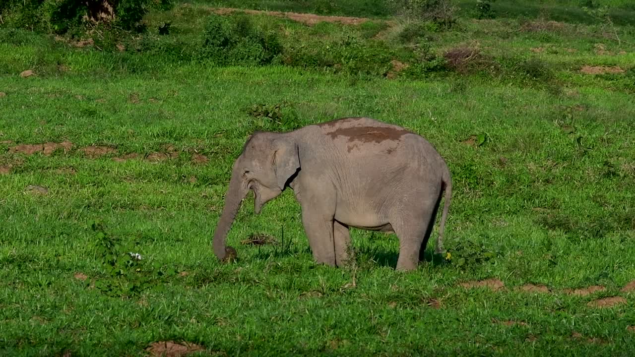 los elefantes asiáticos son especies en peligro de extinción y también son residentes de tailandia