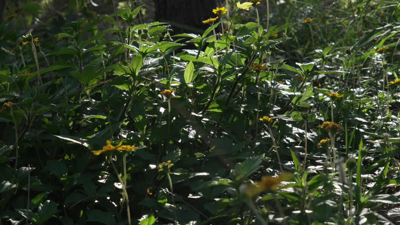 Wild flowers plant yellow petals in bloom growing outdoor, green vegetation