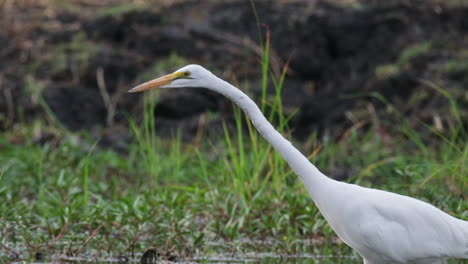 una gran garza de pie en un pantano - de cerca