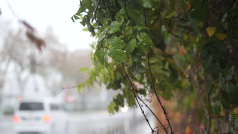 rainy day urban scene with hanging plants