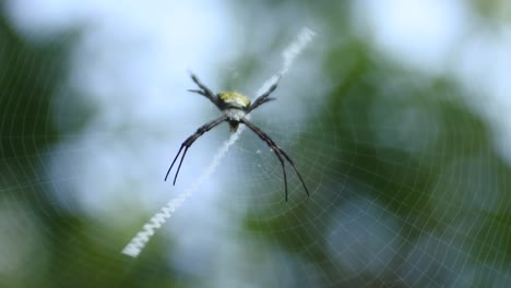 Spinne-Auf-Netzen-HD-Videos