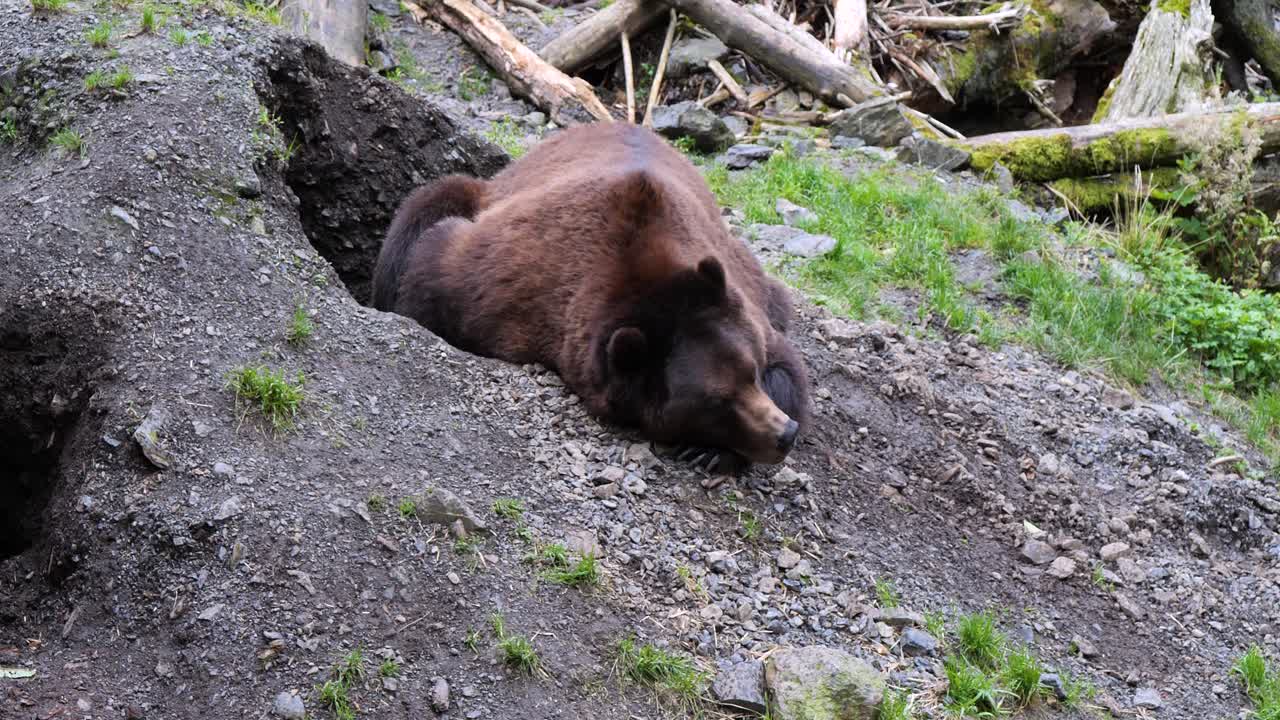 갈색 이 알래스카의 둥지 근처에서 잠을 자고 있습니다.