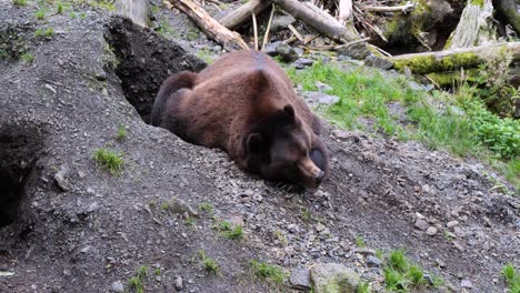 oso marrón tomando una siesta junto a la guarida, alaska