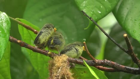 orange bellied flowerpecker is feeding its chicks on the tree