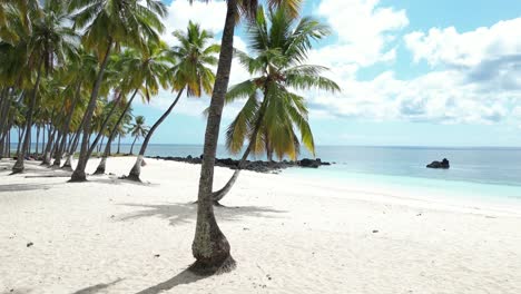 tropical beach with palm trees, white sand, and clear waters on a sunny day