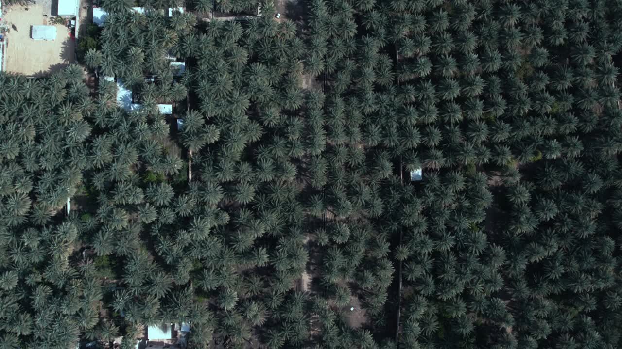 oasis de palmeras con granjas desde un dron