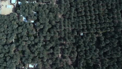 Palm-oasis-with-farms-from-drone-view