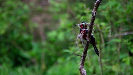 Thront-Auf-Einem-Fast-Senkrechten-Ast-Mit-Einigen-Nistmaterialien,-Wenn-Die-Kamera-Herauszoomt,-Schwarz-roter-Breitschnabel,-Cymbirhynchus-Macrorhynchos,-Kaeng-Krachan-Nationalpark,-Thailand