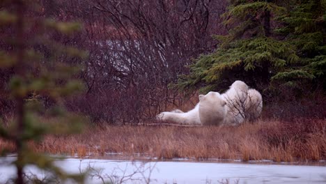 Eisbär-Wartet-Auf-Den-Winterfrost-Und-Schlendert-Zwischen-Den-Subarktischen-Büschen-Und-Bäumen-Von-Churchill,-Manitoba-Umher