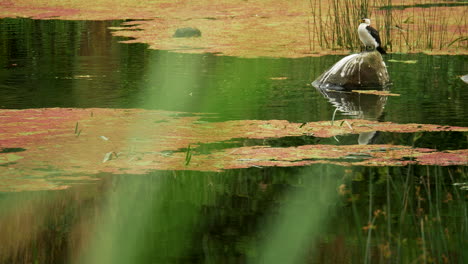 pied cormorant perched on a rock surrounded by river water, slow motion, tilt up