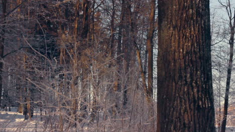 Big-tree-in-snowy-winter-forest.-Blue-sky-through-branches-of-trees