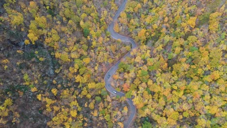 birds eye aerial view of cars on curvy road in colorful forest in countryside of new england, vermont usa