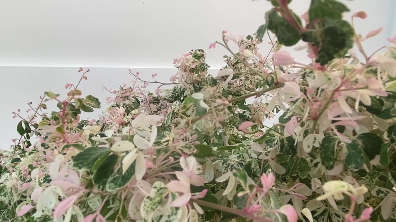 Close-up of Variegated Leaves on a Flowering Shrub