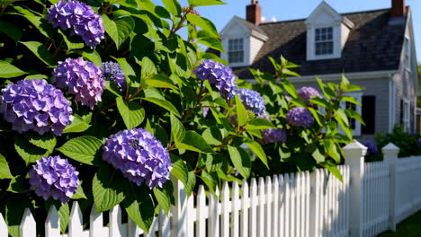 vibrant hydrangeas blooming along a white picket fence