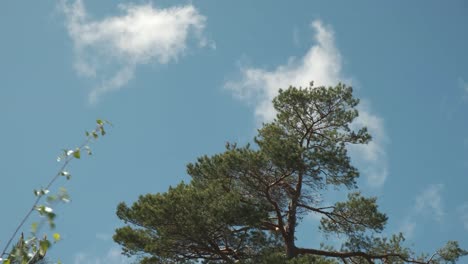 Green-pine-tree-moving-in-the-strong-wind-with-fluffy-clouds-in-blue-sky-4K