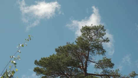 Grüne-Kiefer-Bewegt-Sich-Im-Starken-Wind-Mit-Flauschigen-Wolken-Im-Blauen-Himmel-4k