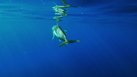 delfín mular nadando hacia la superficie del agua reflejando la imagen - filmación subacuática