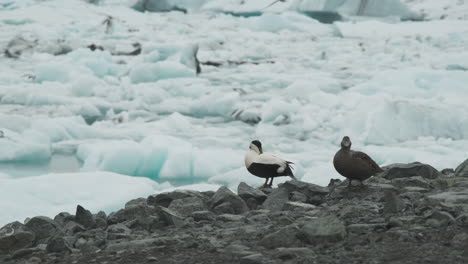 duck's overlooking melting glacial lagoon