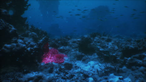 exploring a vibrant underwater world filled with colorful coral and marine life