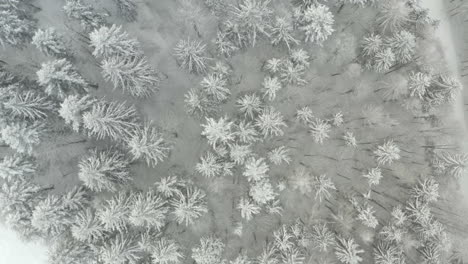 top view of snowy pine trees, beautiful pattern of nature, czech winter