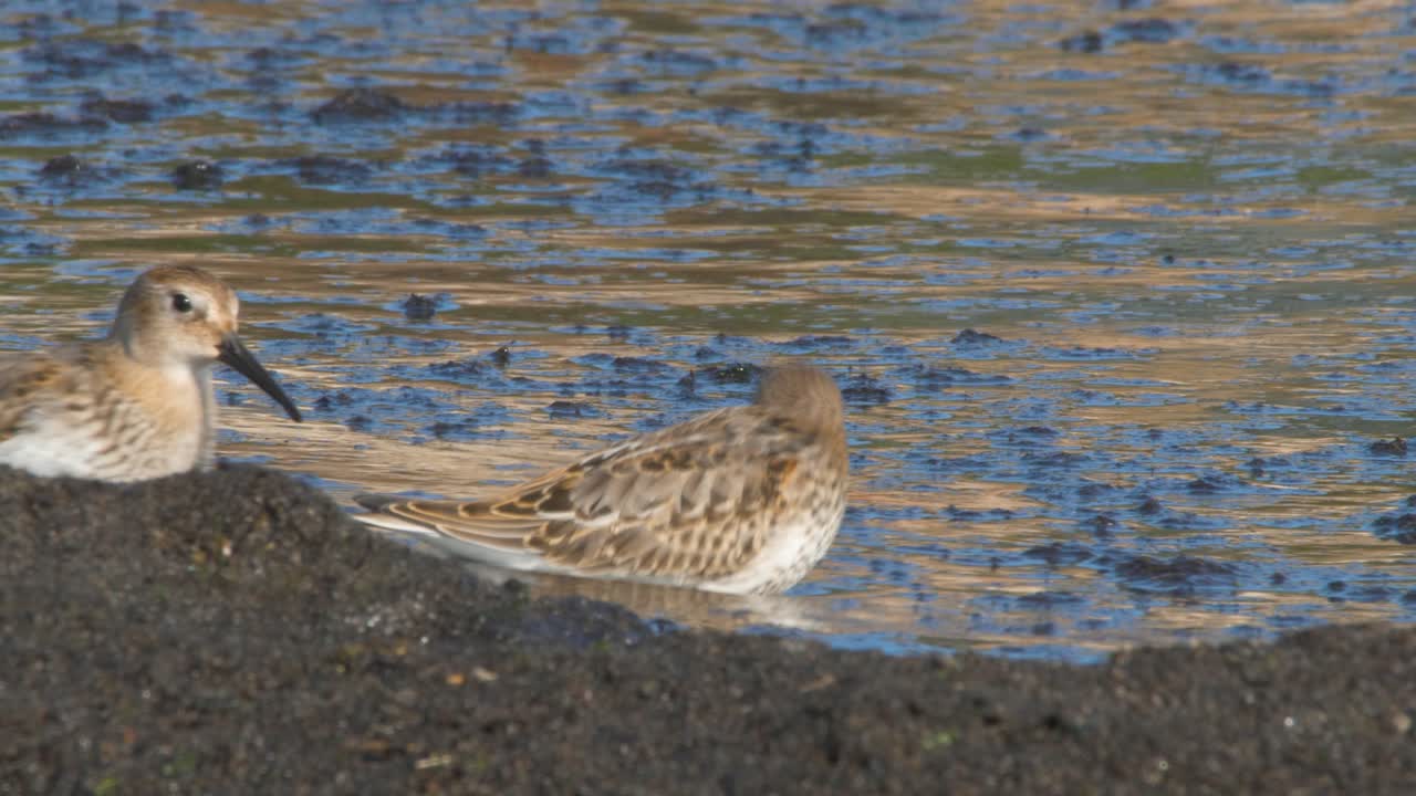 Dunlin Shorebirds in Wetland Habitat