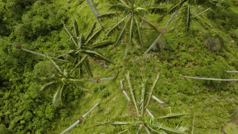 Vista-De-Arriba-Hacia-Abajo-De-Altas-Palmeras-De-Cera-En-Una-Exuberante-Vegetación