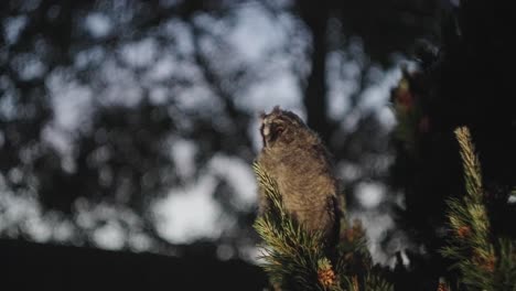 view of owl perched on branch looking out