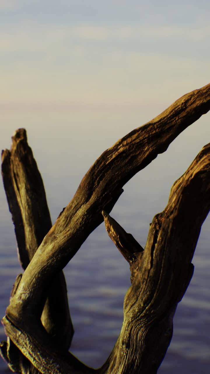 Weathered driftwood rises above calm waters at sunset near the shore