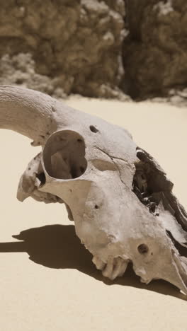 close-up of a cow skull in the desert