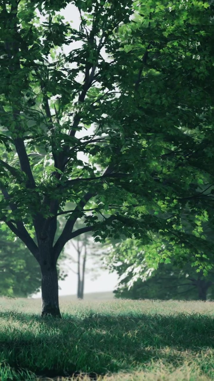 Green tree in a grass field under soft light during early morning hours
