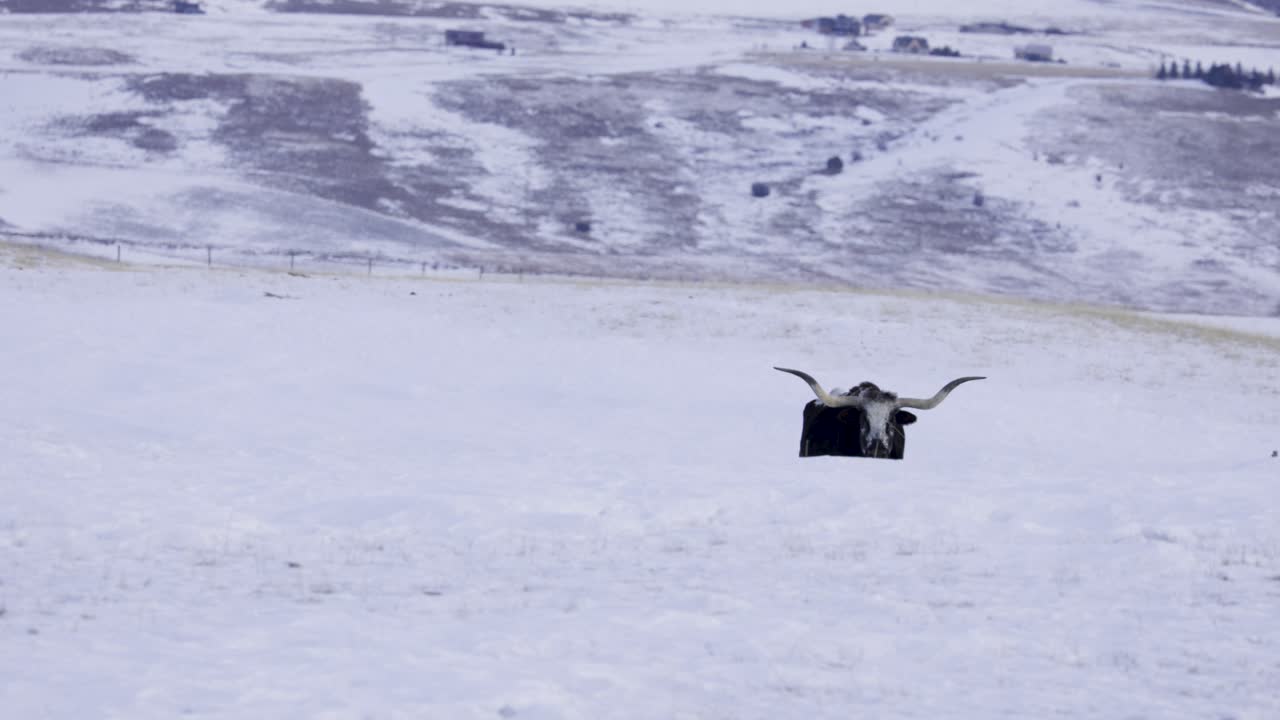 Texas Longhorn Cattle Walking up Hill, Snowy Field, Black and White Cow, 4K